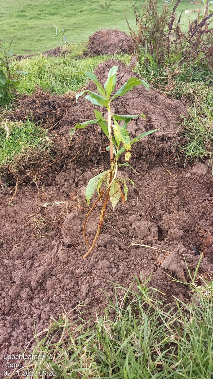 Imagen 14 de Siembra y Divulgaciones Represa La Copa